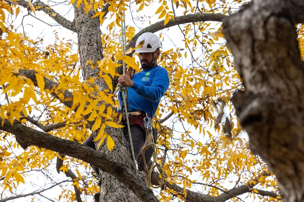 Skilled Storm Damage Cleanup crew working in Winfield